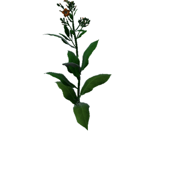 Flower Macedonia3 1 1